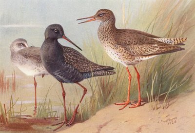 Bączek (latem i jesienią), Bączek (kolorowa litografia) autorstwa Archibald Thorburn