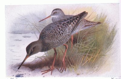 Spotted Redshank, z Birds of the British Isles and Their Eggs, opublikowanej przez Frederick Warne & Co Ltd, 1958 autorstwa Archibald Thorburn