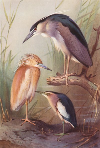 Czapla siwa, czapla nocna, bączek (kolorowa litografia) autorstwa Archibald Thorburn