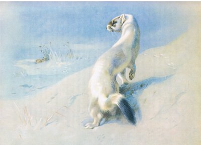 Gronostaj autorstwa Archibald Thorburn