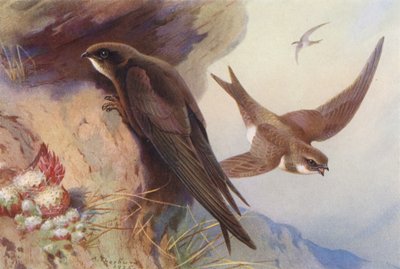 Swift, Alpine Swift (druk kolorowy) autorstwa Archibald Thorburn