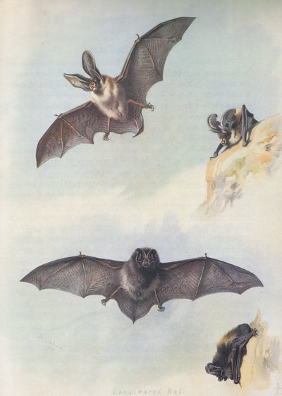 Barbastelle autorstwa Archibald Thorburn