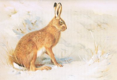 Zając pospolity, z Thorburns Mammals opublikowanych przez Longmans and Co, c. 1920 autorstwa Archibald Thorburn