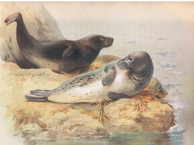 Pieczęć szara, z Thorburns Mammals wydanej przez Longmans and Co, c. 1920 autorstwa Archibald Thorburn