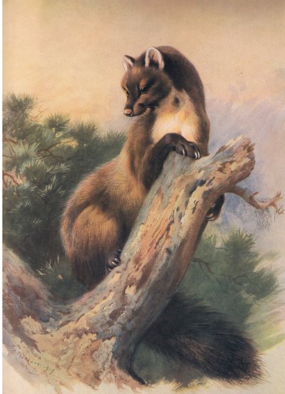 Kuna sosnowa z Thorburns Mammals wydanej przez Longmans and Co, 1920 autorstwa Archibald Thorburn