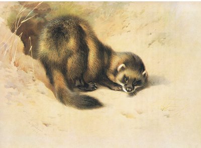 The Polecat, z książki Thorburn
