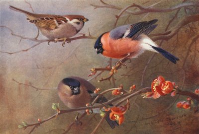 Wróbel, gil (samiec i samica) (kolorowa litografia) autorstwa Archibald Thorburn