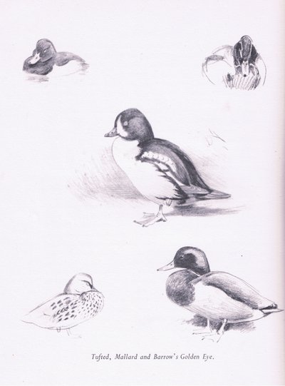Czernica kaczki, krzyżówki, kurhany Goldeneye, 1938 autorstwa Archibald Thorburn