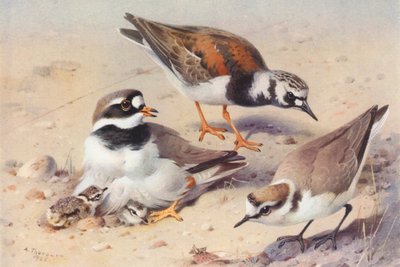 Turkawka (lato), sieweczka obrożna, sieweczka obrożna (kolorowa litografia) autorstwa Archibald Thorburn