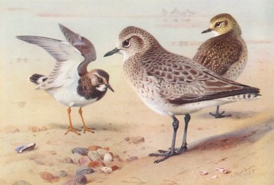 Turkawka (zima), Siewka siwa (zima), Siewka złota (zima) (litografia kolorowa) autorstwa Archibald Thorburn