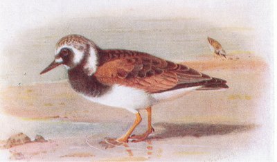 Turnstone, z książki Birds of the British Isles and Their Eggs wydanej przez Frederick Warne & Co Ltd, 1958 autorstwa Archibald Thorburn