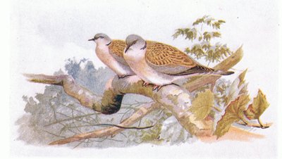 Turtle Dove, z książki Birds of the British Isles and Their Eggs opublikowanej przez Frederick Warne & Co Ltd, 1958 autorstwa Archibald Thorburn