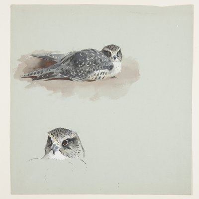 Dwa kolorowe szkice merlina, ok. 1915 (akwarela i farba do ciała na ołówku na papierze) autorstwa Archibald Thorburn