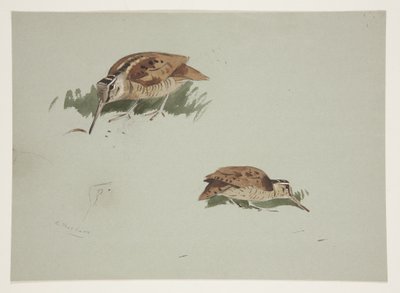 Dwie winiety słonki, ok. 1915 (akwarela i farba do ciała na ołówku na papierze) autorstwa Archibald Thorburn