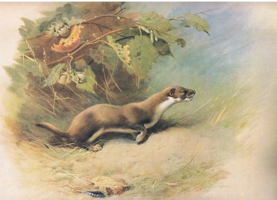 Weasel, z Thorburns Mammals opublikowanej przez Longmans and Co, 1920 autorstwa Archibald Thorburn