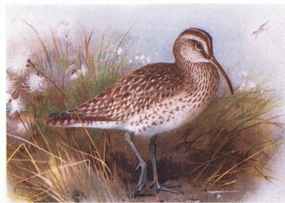 Whimbrel, z książki Birds of the British Isles and Their Eggs wydanej przez Frederick Warne & Co Ltd, 1958 autorstwa Archibald Thorburn