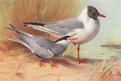 Rybitwa białoczelna, mewa czarnogłowa (lato) (kolorowa litografia) autorstwa Archibald Thorburn