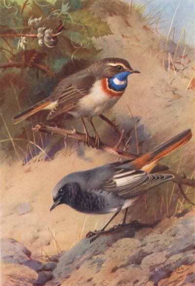 Podróżniczek białobrewy, rudzik czarny (kolorowa litografia) autorstwa Archibald Thorburn