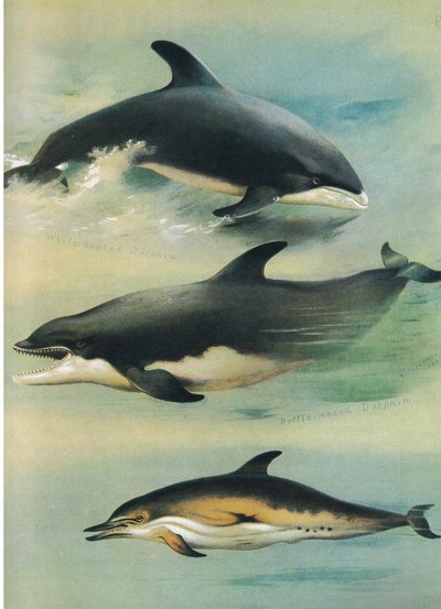 White Beaked Dolphin, Bottlenose Dolphin i Common Dolphin, z książki Thorburn