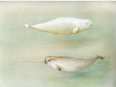 White Whale and Narwhal, z Thorburns Mammals wydanej przez Longmans and Co, ok. 1930. 1920 autorstwa Archibald Thorburn