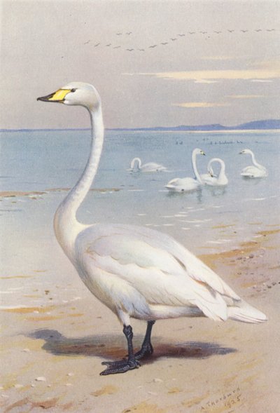 Łabędź krzykliwy (kolorowa litografia) autorstwa Archibald Thorburn