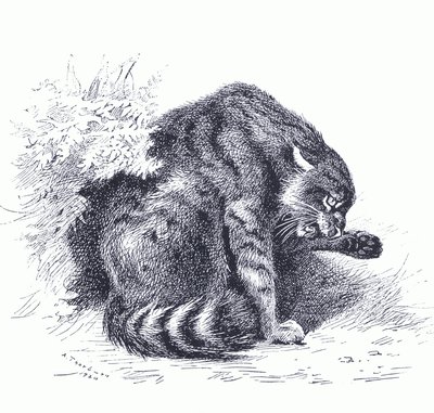 Wild Cat, z książki Thorburn