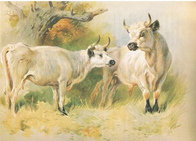 Dzikie bydło autorstwa Archibald Thorburn