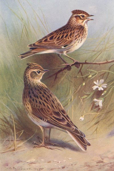Wood-Lark, Sky-Lark (kolorowa litografia) autorstwa Archibald Thorburn