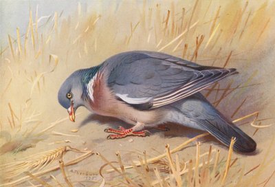 Wood-Pigeon (kolorowa litografia) autorstwa Archibald Thorburn