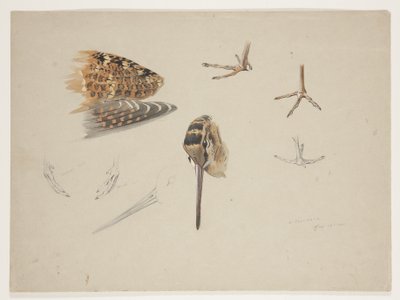 Dziób, łapy i skrzydło słonki, ok. 1915 (akwarela i farba do ciała na ołówku na papierze) autorstwa Archibald Thorburn
