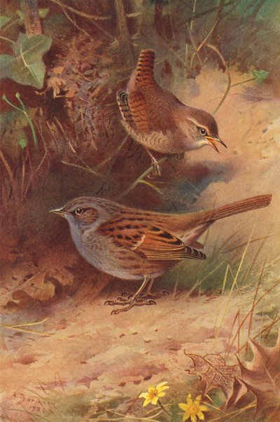 Wren, Hedge-Sparrow (kolorowa litografia) autorstwa Archibald Thorburn