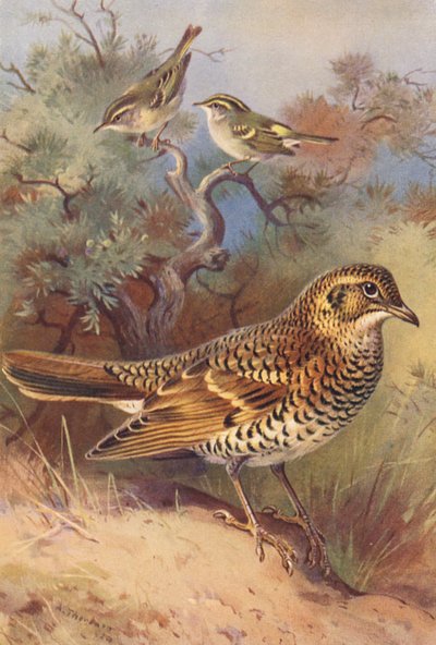 Warzęcha żółta, wierzbówka Pallasa, drozd obrożny (kolorowa litografia) autorstwa Archibald Thorburn