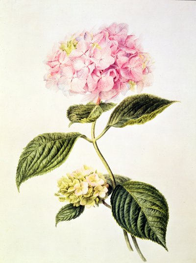 PD.64-1975 Hydrangea hydrangea autorstwa Arnoldus Bloemers