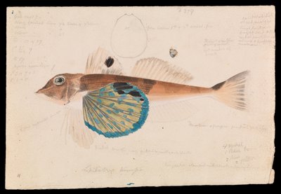 Butterfly Gurnard, Lepidotrigla vanessa autorstwa Arthur Bartholomew
