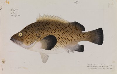 Wirra wschodnia, Acanthistius ocellatus autorstwa Arthur Bartholomew