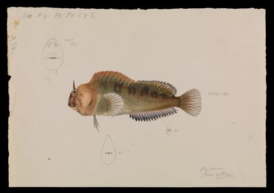Tasmański Blenny, Parablennius tasmanianus autorstwa Arthur Bartholomew