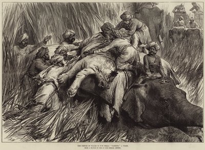 Książę Walii w Terai, otulając tygrysa autorstwa Arthur Hopkins