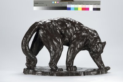 Duży ślad Puma Pachnący Wół autorstwa Arthur Putnam
