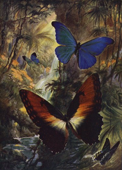 Piękne motyle: dwa najlepsze morphos (kolor lito) autorstwa Arthur Twidle