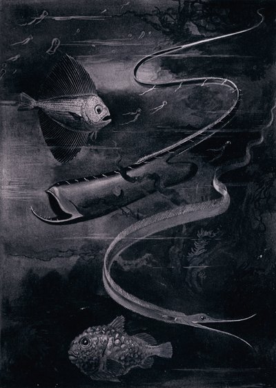 Ryby głębinowe (lito) autorstwa Arthur Twidle