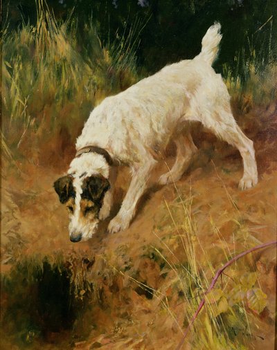 Foksterier autorstwa Arthur Wardle