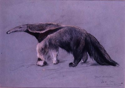 Wielki Mrówkojad autorstwa Arthur Wardle