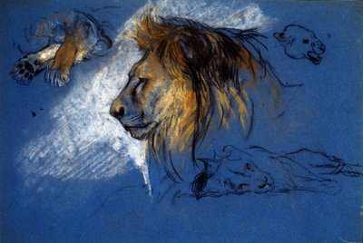 Studium lwa, ok. 1905 (pastel na niebieskim papierze) autorstwa Arthur Wardle