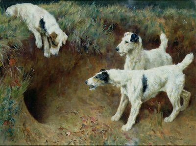 Foksteriery szorstkowłose przy zestawie borsukowym autorstwa Arthur Wardle