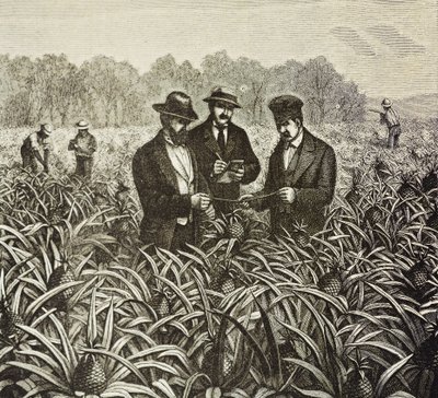 Anglia (XIX w.). Kolonizacja (1880). Sadzenie ananasów na Bahamach. Angielska kolonia na wyspie New Providence. Ananasy były jednym z najważniejszych produktów eksportowych z portu w Nassau. Rycina. Kolekcja prywatna autorstwa Artist Unknown