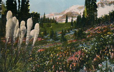 Indyjska trawa koszowa rosnąca w Parku Narodowym Mount Rainier, ok. 1916 r. autorstwa Asahel Curtis