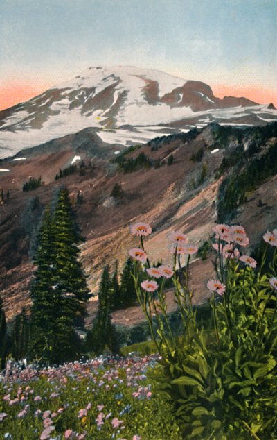 Fioletowe Astry, w Parku Narodowym Mount Rainier, c1916 autorstwa Asahel Curtis