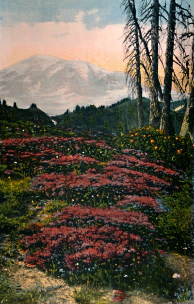 Park Narodowy Mount Rainier z uprawą fioletowego wrzosu, ok. 1916 r. autorstwa Asahel Curtis