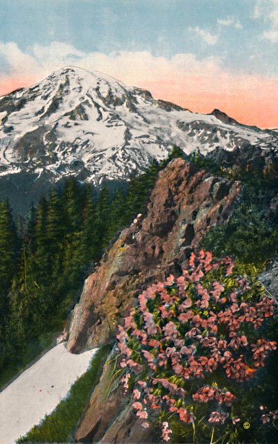 Pierwiosnek na Mount Rainier, ok. 1916 r. autorstwa Asahel Curtis
