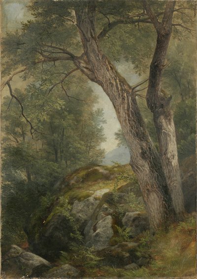 Butternut Tree at Hague, Lake George, NY, 1862 autorstwa Asher Brown Durand